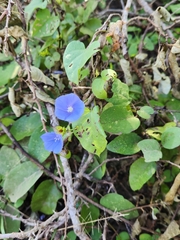 Evolvulus alsinoides