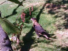 Caracara plancus
