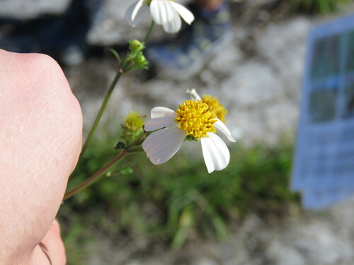 Bidens alba observed 2022-09-07