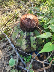 Melocactus curvispinus