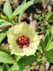 Cienfuegosia affinis