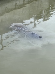 Trichechus manatus latirostris