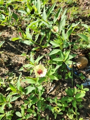Cienfuegosia affinis