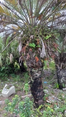 Butia catarinensis