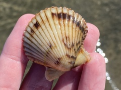 Argopecten ventricosus