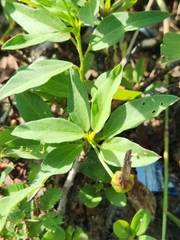 Cienfuegosia affinis