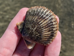 Argopecten ventricosus