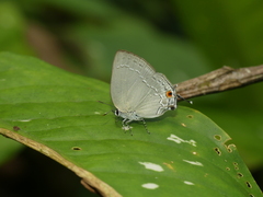 Strephonota tephraeus