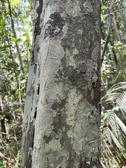 Ephedranthus dimerus