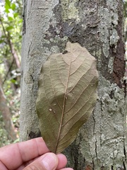 Ephedranthus dimerus