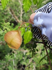 Cardiospermum corindum