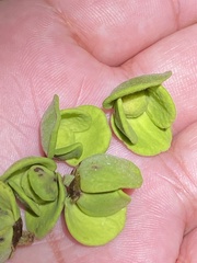 Ephedranthus dimerus