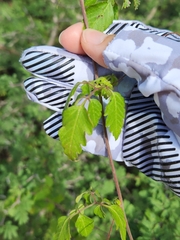 Cardiospermum corindum