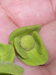 Ephedranthus dimerus