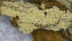 Hyphodontia