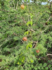 Cardiospermum corindum