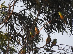 Psephotus haematonotus