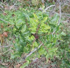 Zanthoxylum hirsutum