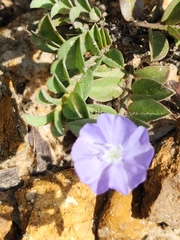 Evolvulus alsinoides