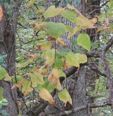 Catalpa bignonioides