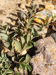 Evolvulus alsinoides