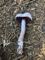 Cortinarius camphoratus
