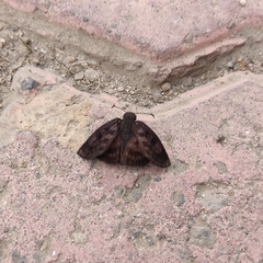 Anastrus sempiternus sempiternus