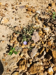 Evolvulus alsinoides