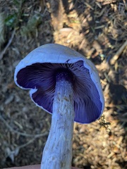 Cortinarius camphoratus