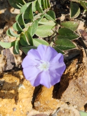 Evolvulus alsinoides