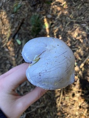 Cortinarius camphoratus