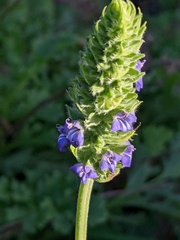 Salvia hispanica