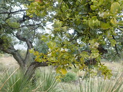 Phoradendron leucarpum