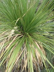 Dasylirion leiophyllum