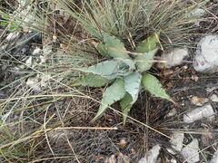 Agave gracilipes