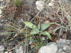 Agave gracilipes
