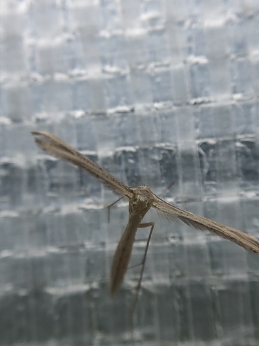 Dwarf Plume Moth photo 5