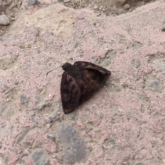 Anastrus sempiternus sempiternus