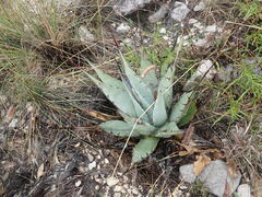Agave gracilipes