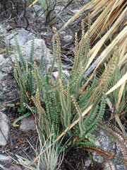 Astrolepis cochisensis