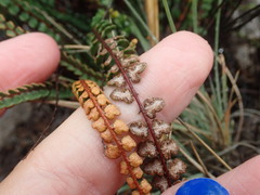 Astrolepis cochisensis