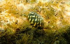 Paguristes frontalis