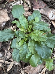 Ajuga reptans