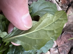Ajuga reptans