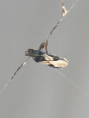 Blissus leucopterus