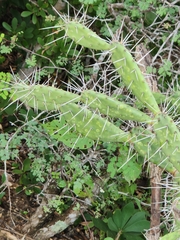 Opuntia caracassana