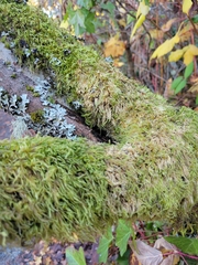 Homalothecium fulgescens