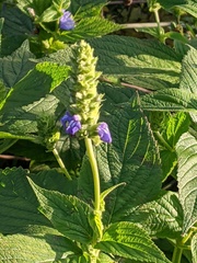 Salvia hispanica