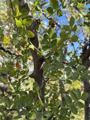 Bursera
