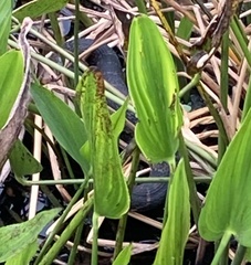 Nerodia fasciata pictiventris